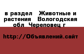  в раздел : Животные и растения . Вологодская обл.,Череповец г.